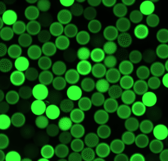 Chloroplasts